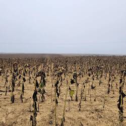 Sunflower fields in the Meseta