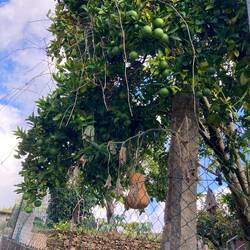 Gourd hanging with an orange tree