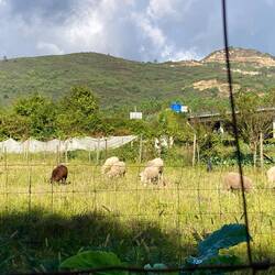 One of rhe sheep had a lame leg. I told him to enjoy every day