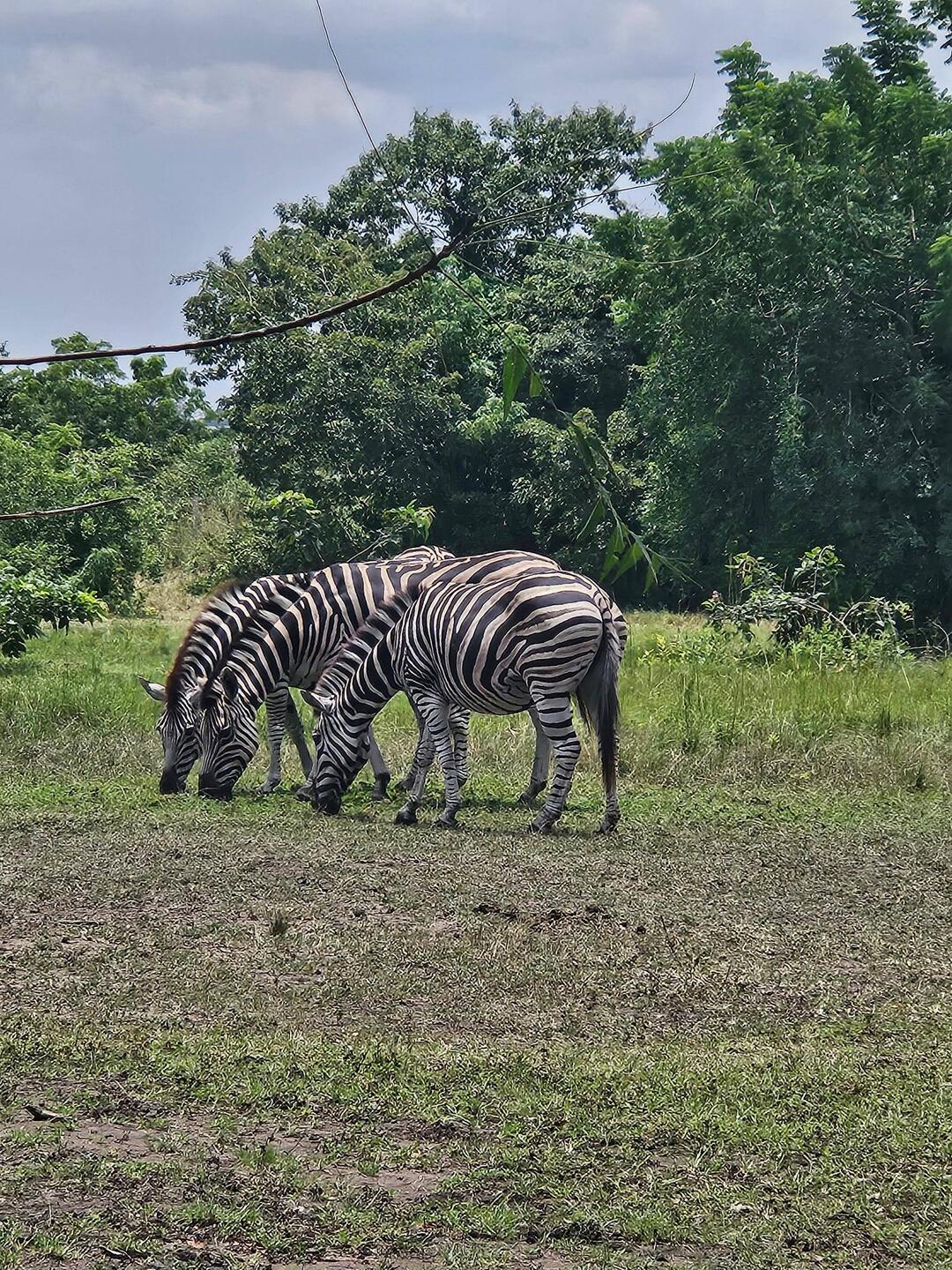 Die importierten Zebras