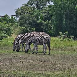 Die importierten Zebras