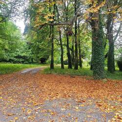 We pulled over to let faster traffic go by and saw this pretty forest road.