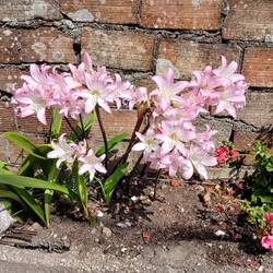 Lots of these lilies along the trail these past few days.