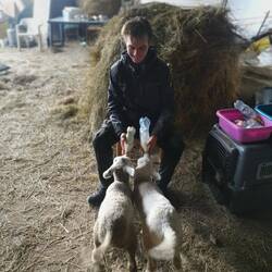 Frühs und abends werden die Lämmer auf der Farm mit Milch gefüttert