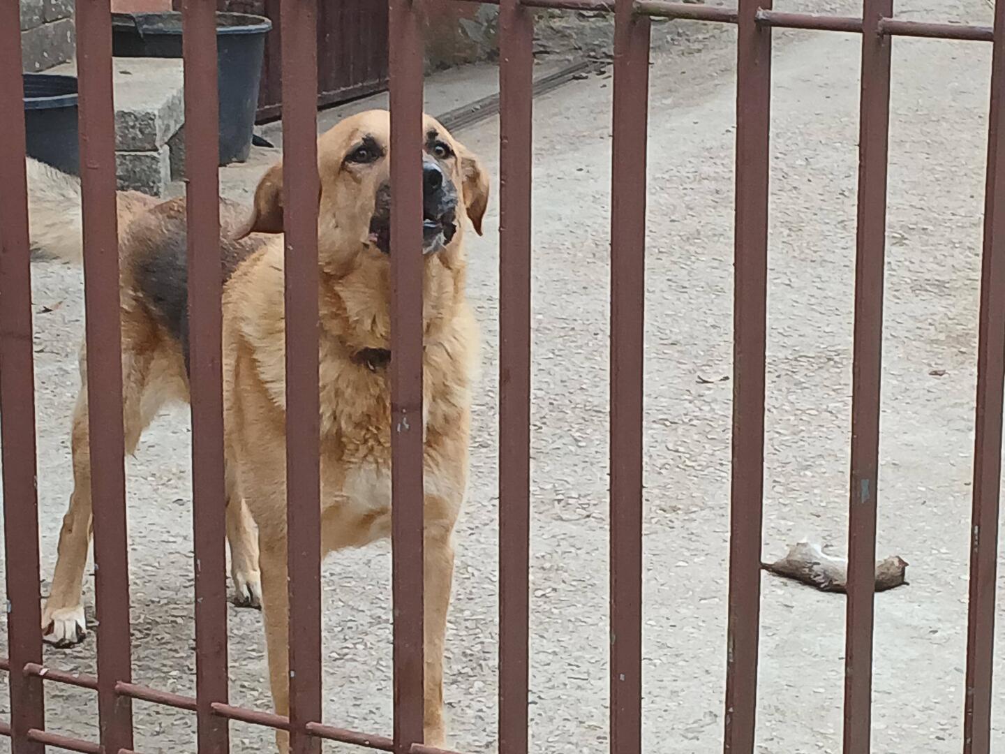 A Dog and His Rat