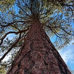 Giant Sequoia