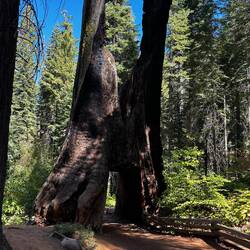 Tuolumne Grove (hierdurch führte die alte Strasse, dazumal mit Kutschen befahren)