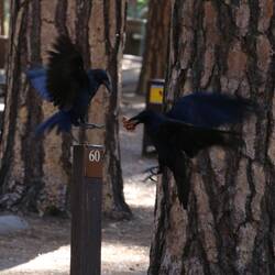 Upper Pines Campground