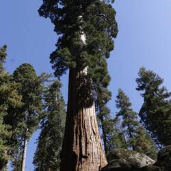 another big tree 😉