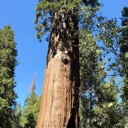 General Grant Tree
