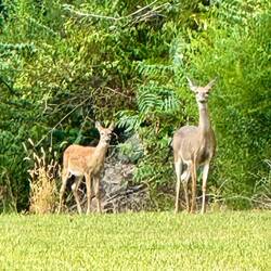 Visitors while we waited on our groceries to arrive