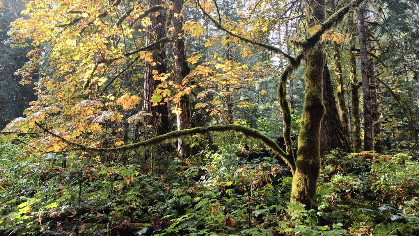 Fall is here; beautiful forest around Antler Lake