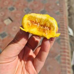 Very tasty figs now in season