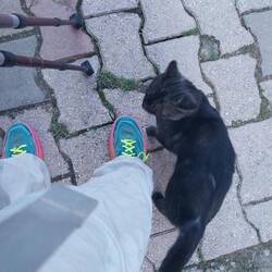 My only Friendly Cat