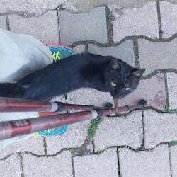 She followed me 2K then went home