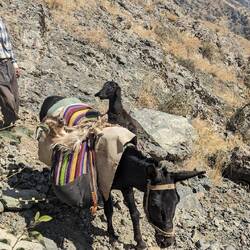 Sheep and goat saddlebags
