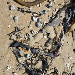 Although we didn't see something like this earlier, this is a literal bonus-bank of shells!