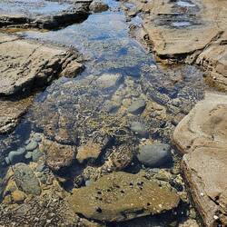 Pools of new life. Spectacular!
