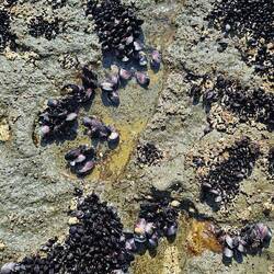 The shallow holes of salt water give small molluscs a chance to survive