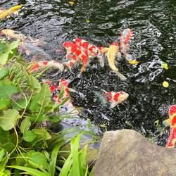 Colourful koi fish