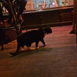 Statt Kneipenhund Kneipenkatze
