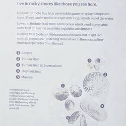 Excellent description of the shells J9 has been collecting