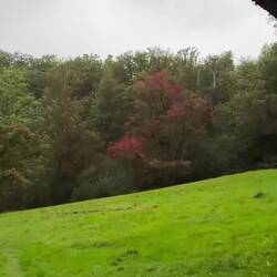 Regen
