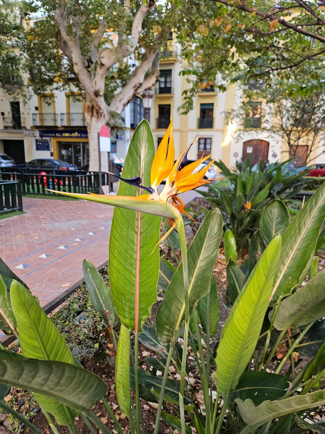 Birds of paradise everywhere.