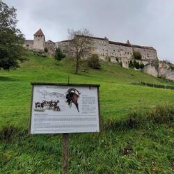 Bergziegen im Dauereinsatz!