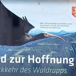 Der Waldrapp kehrt zurück....