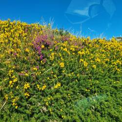 The heather was in bloom, this was outside my car window close enough to touch.