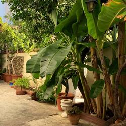 Frühstück unter Palmen