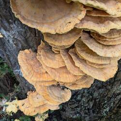 maybe a Sulfur Porling or "chicken of the woods" because of the chicken flavour