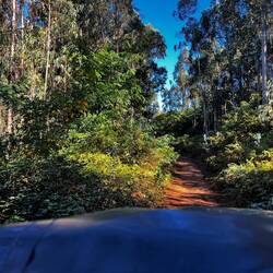 Driving through a eucalyptus forest.