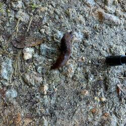 A slug we saw on the path. Yuck.