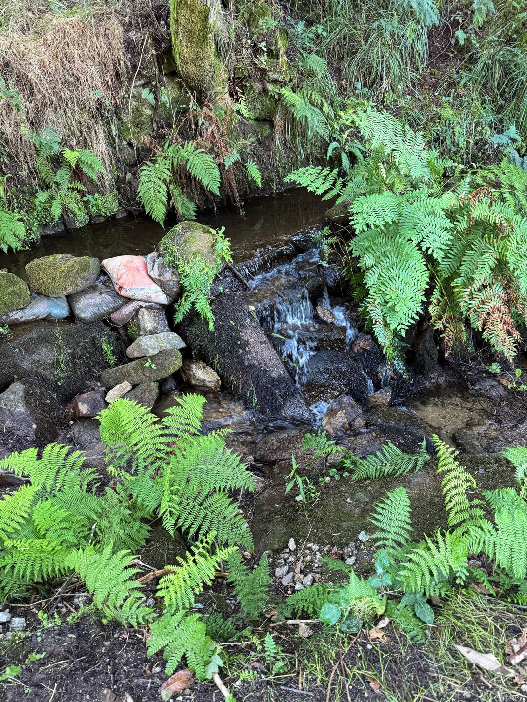 We walked along by this stream for awhile.