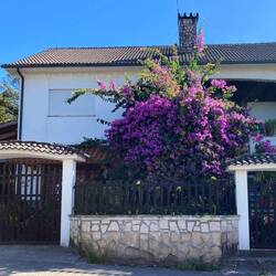 Impressive purple bush