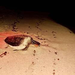 Und wieder ab ins Meer 🌊 🐢