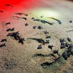 So wie auch diese kleinen Racker