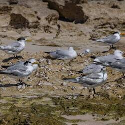 Greater & Lesser Crested Terns