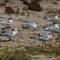 Greater & Lesser Crested Terns