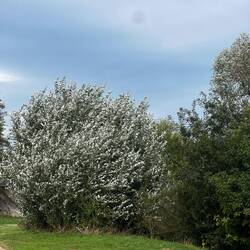 The tail wind silvers the trees