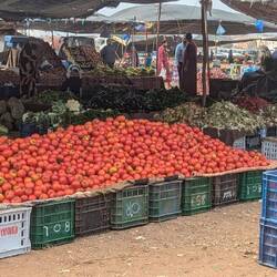 Tomaten haufenweise