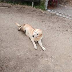 As soon as I began to approach this dog, he immediately rolled over for a belly rub.