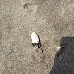 Strandfund