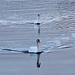 .... bis die Schwäne kamen 😉