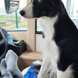 Wow da gibt 3s viel zu sehen auf diesem Parkplatz 🐕