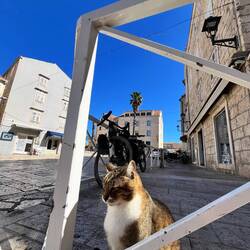 Securicat, aucun problème de vol avec lui