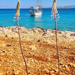 Nous patientons quelques jours sur une île sauvage habitée par des chèvres avant de rejoindre Athène