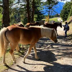 e chliini Herde Haflinger chunnt üs entgäge bim zrugg laufe